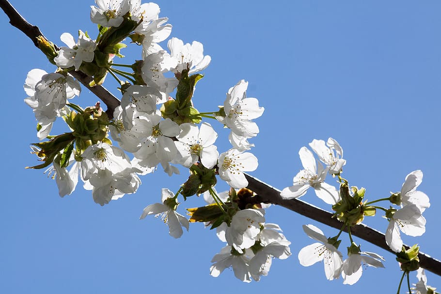 Blossom, Bloom, Apricot, Spring, White, nature, tree, fruit HD wallpaper