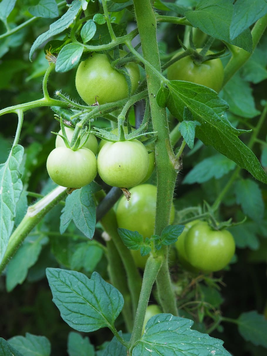 HD wallpaper: tomato, immature, green, vegetables, garden, tomato shrub ...