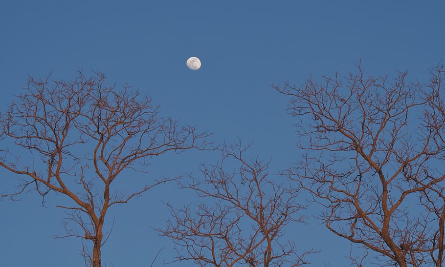 Moon, Trees, Light, Nature, sky, full, moonlight, natural, nobody HD wallpaper