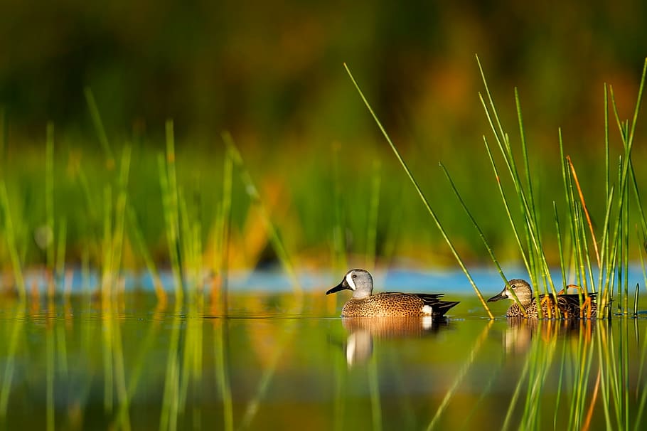 two brown ducks on lake with green plant during daytime, florida, HD wallpaper