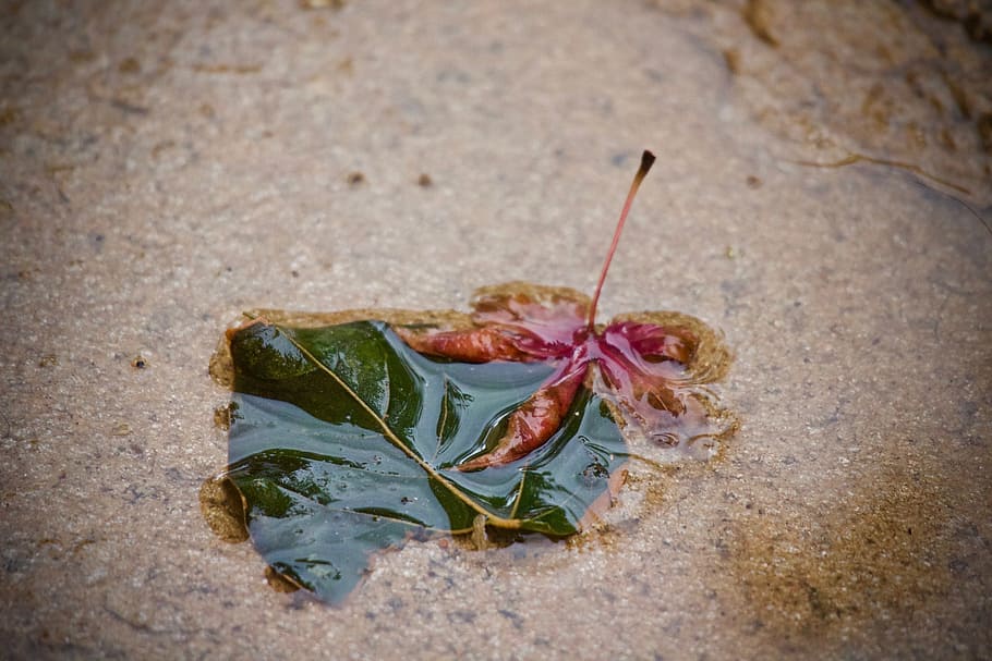 puddle, rain, water, nature, leaf, wallpaper, autumn, winter HD wallpaper