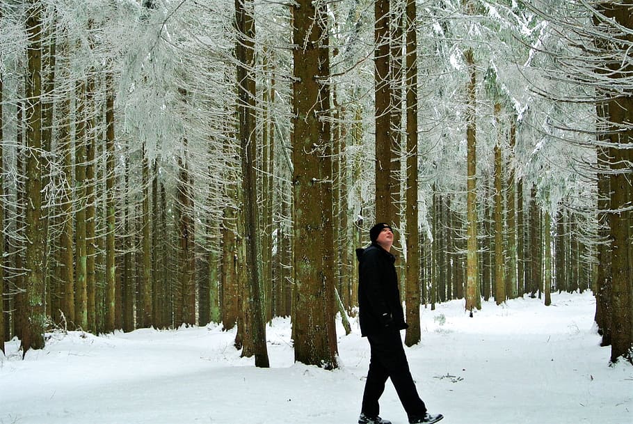 Black Forest, Germany, Schonach, Winter, frost, woodland, snow HD wallpaper