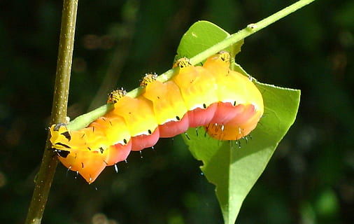 caterpillar, critter, creature, nature, wildlife, larva, metamorphosis HD wallpaper