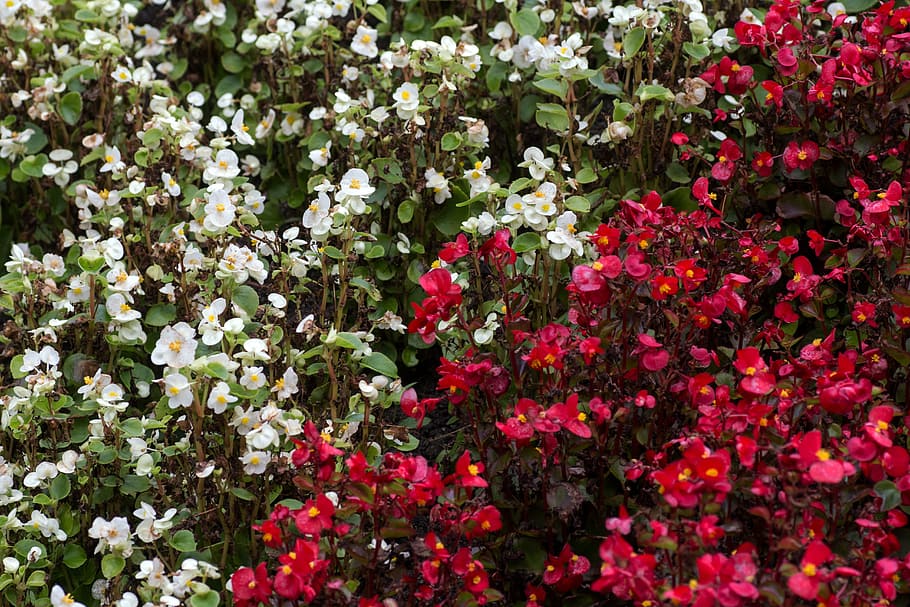 flowers, white, red, close, flower discounts, flowering plant HD wallpaper