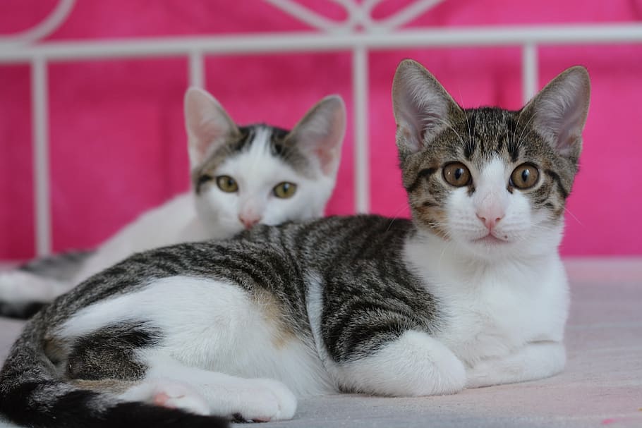 cat, kitten, adidas, mackerel, pet, young cat, cat portrait HD wallpaper