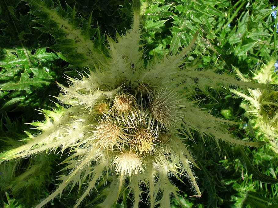 thistle, flower, prickly, plant, growth, green color, nature HD wallpaper