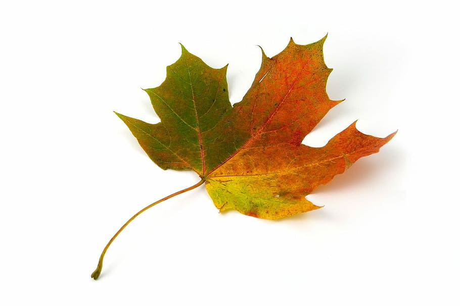 green and brown leaf, maple leaf, color, autumn, fall, colorful HD wallpaper