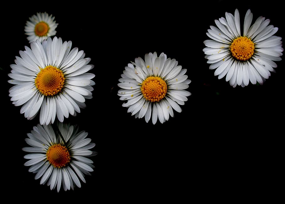 nature, flower, wallpaper, vivid, white daisies, background, HD wallpaper