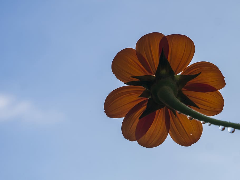low angle photography of brown clustered flower, orange petaled flower under blue sky HD wallpaper