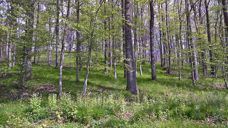 forest, trees, nature, plant, land, beauty in nature, growth HD wallpaper