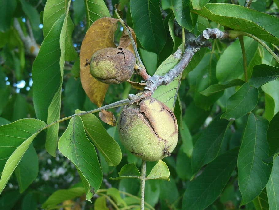 walnut, plant, tree, organic, agriculture, outdoors, environment HD wallpaper