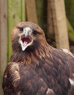 golden eagle, raptor, bird, wildlife, prey, falconry, predator HD wallpaper