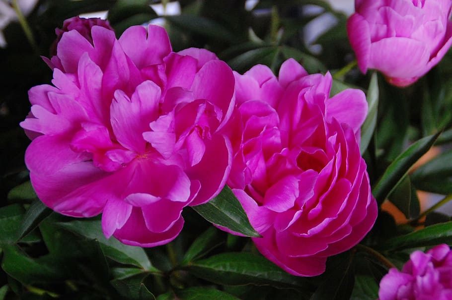 peonies, rosa, flowers, nature, plant, pink Color, petal, freshness HD wallpaper