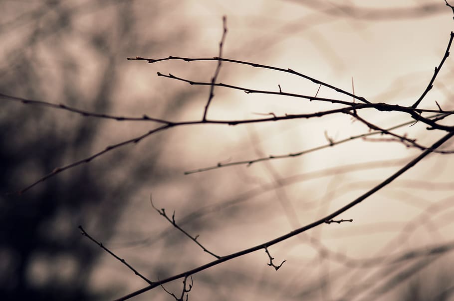 silhouette of twig, silhouette photography tree branch, Epiphany HD wallpaper