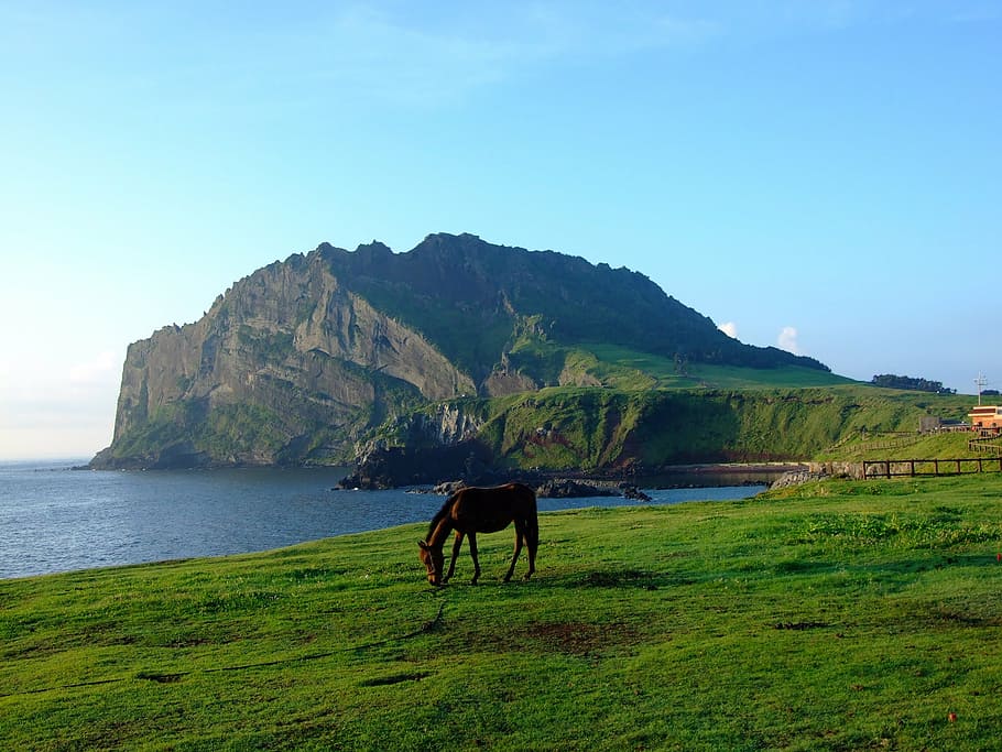 brown horse on grass field near body of water, jeju, korea, seashore