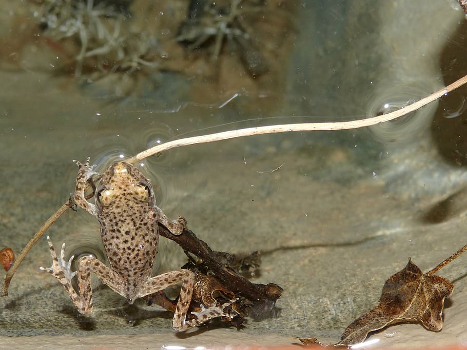 frog, small frog, lower case, montsant, pond, animals in the wild HD wallpaper