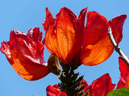 Blossom, Bloom, Tulip Tree, red, bright, african tulpenbaum HD wallpaper