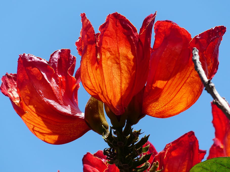 Blossom, Bloom, Tulip Tree, red, bright, african tulpenbaum HD wallpaper