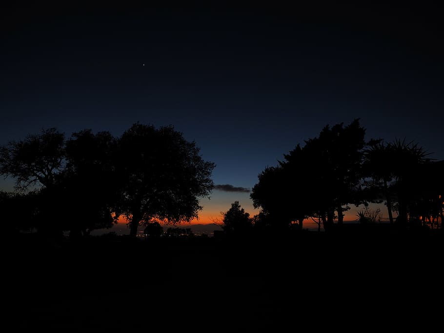 silhouette photography of trees during nighttime, sunset, at night HD wallpaper