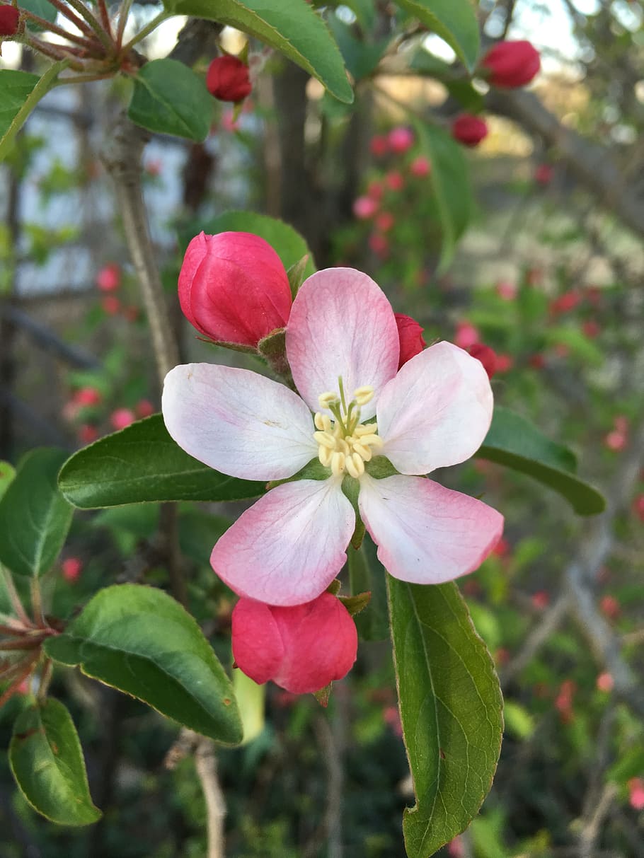 nature, flower, flora, tree, leaf, garden, summer, blooming HD wallpaper