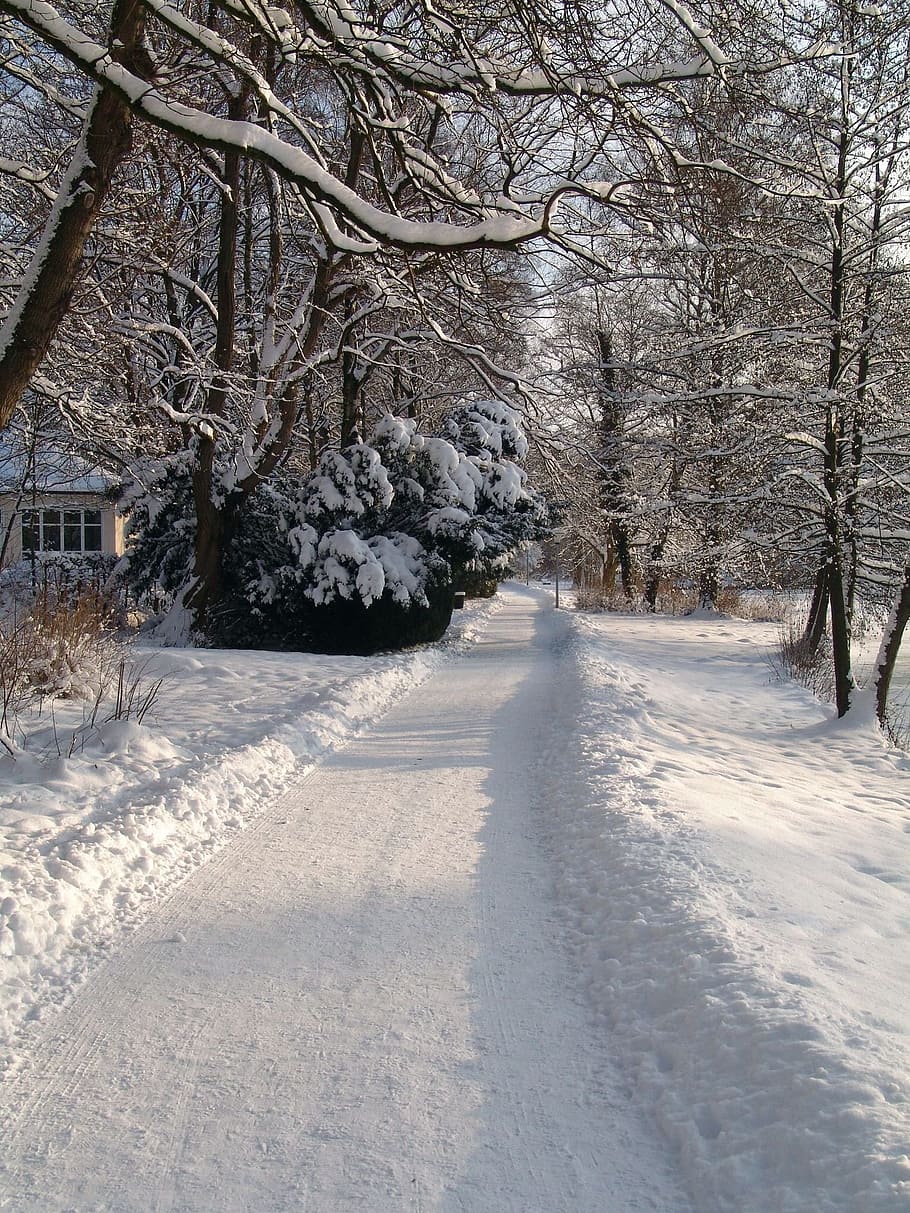 Away, Snow, Winter, Snowy, Wintry, park, trees, cold temperature HD wallpaper