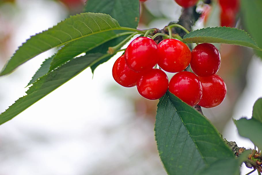 and cherries, fruit, pulp, of, fukushima prefecture, red, green, HD wallpaper