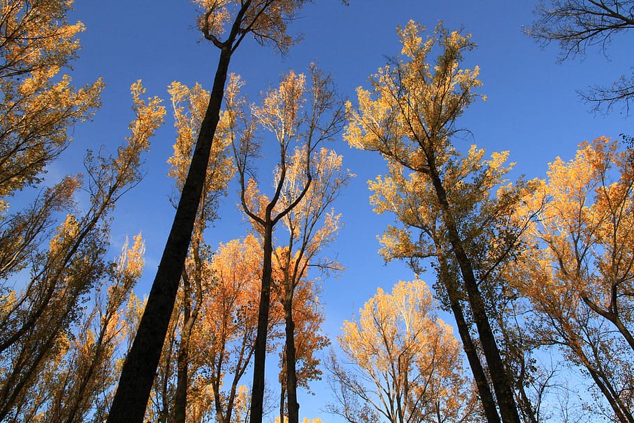 arboleda, autumn, nature, sky, tree, plant, low angle view HD wallpaper