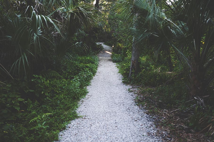 green, plants, nature, trees, grass, path, adventure, road HD wallpaper