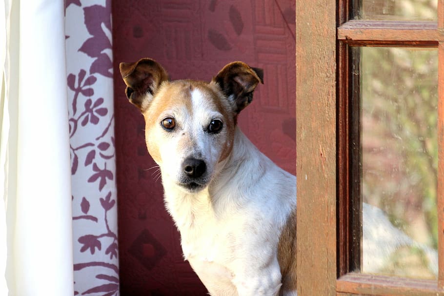 short-coated tan and white dog in front of door, jack russel HD wallpaper