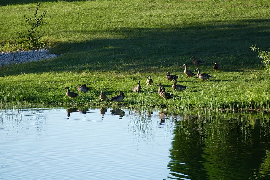 ducks, pond, lake, nature, bird, wildlife, water, animal, animal themes HD wallpaper
