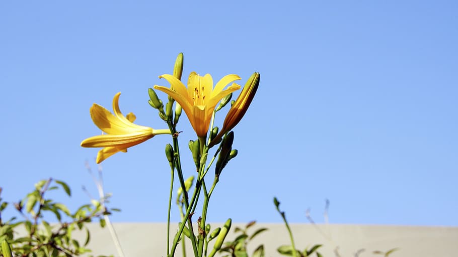 lily, flowers, sky, nature, plant, blue, yellow, summer, flowering plant HD wallpaper