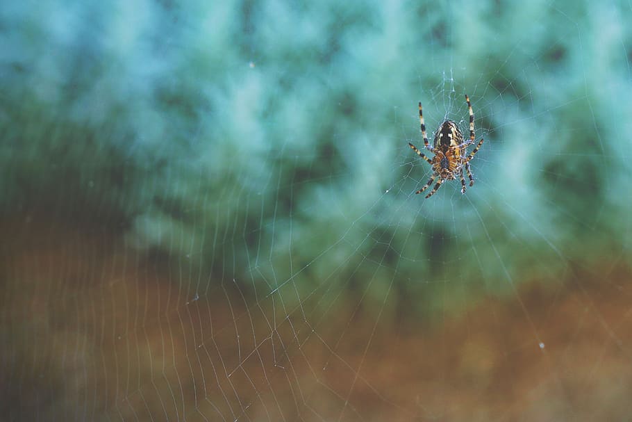 brown and black spider on web, brown orb-weaver spider on web in macro photography HD wallpaper
