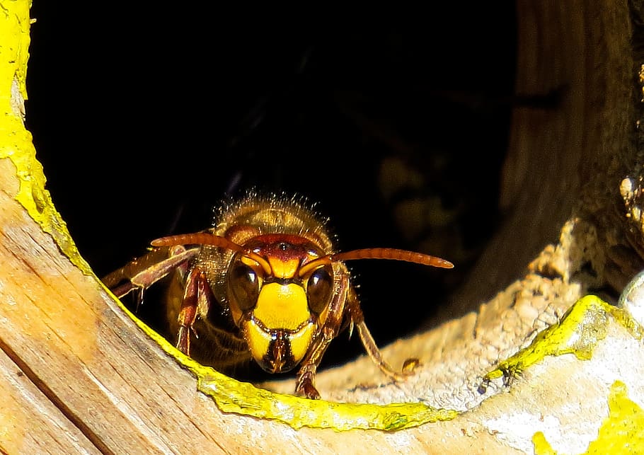 selective focus photography of yellow jacket wasp in wood hole, HD wallpaper
