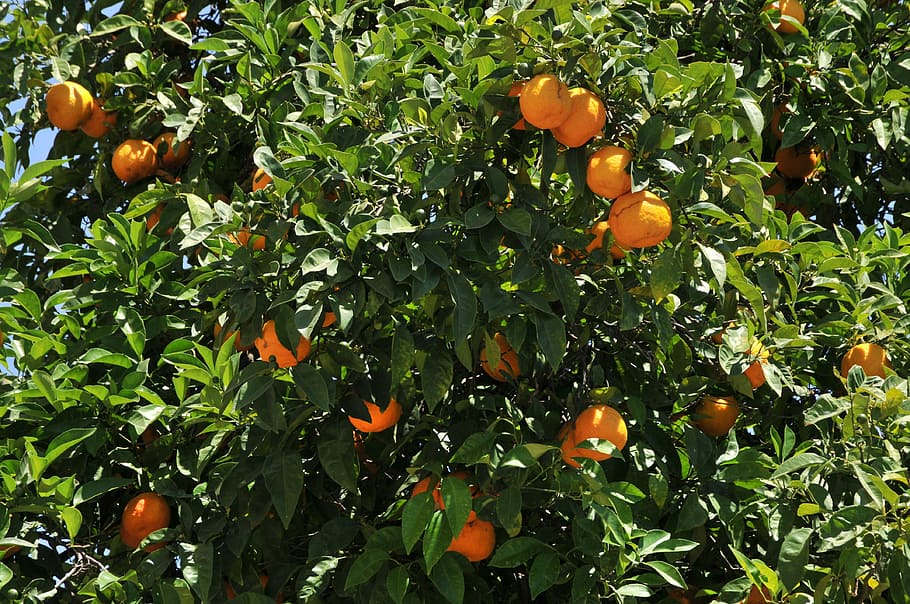 HD wallpaper: oranges, tree, foliage, fruit, citrus Fruit, tangerine ...