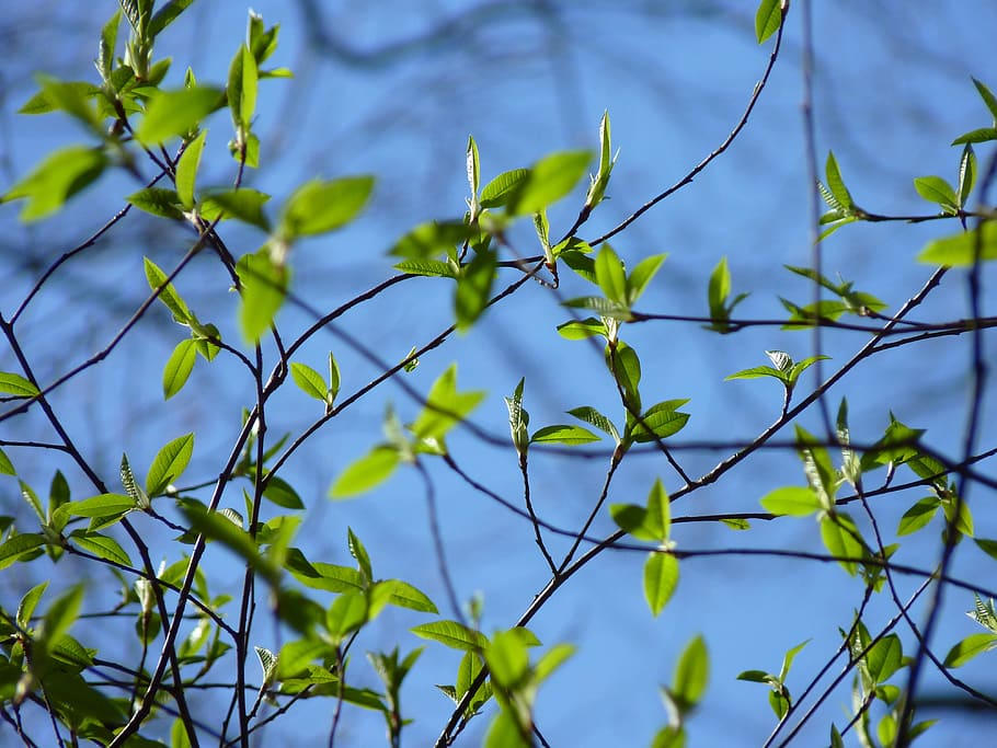 leaves, sky, spring, green, nature, plant, growth, green color HD wallpaper