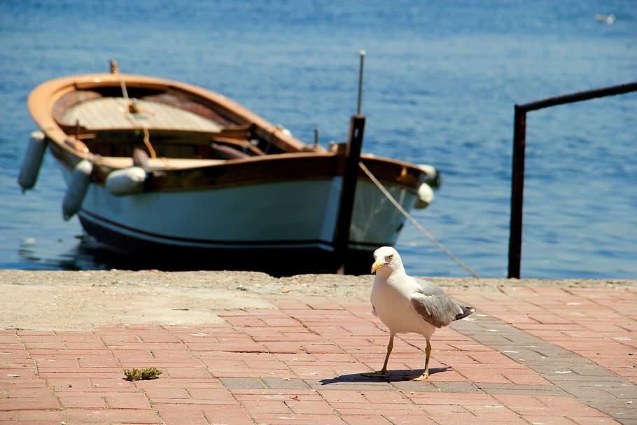 Gull, Sea, Rowing Boat, Boot, fishing boat, lake, bird, water HD wallpaper