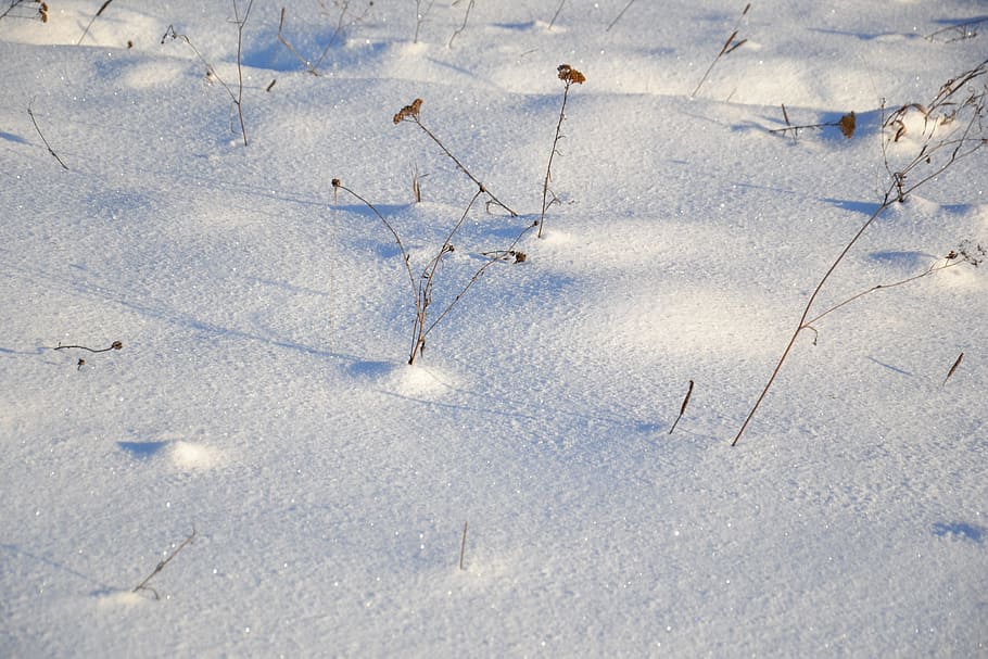 Winter, Snow, Nature, Landscape, Field, shadow, frost, cold HD wallpaper