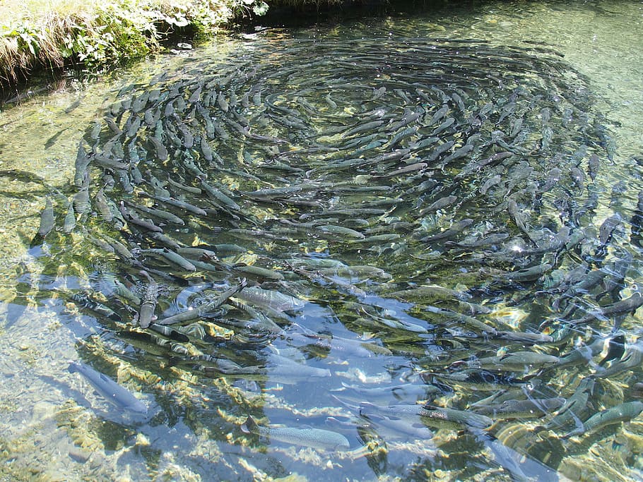 photo of school of black fishes, fish farming, eat, trout, food