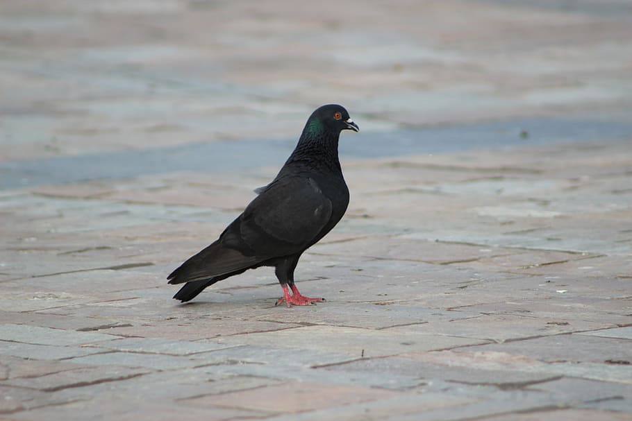 mansion, pigeon, bird, animal, nature, wildlife, outdoors, one animal HD wallpaper