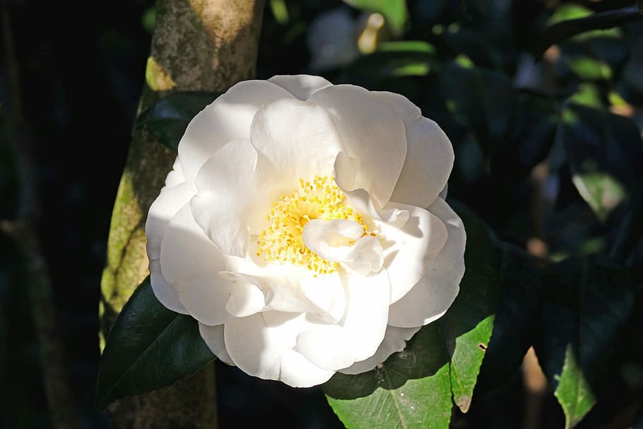 Japanese Camellia, White, Blooms, large blooms, bush, tree