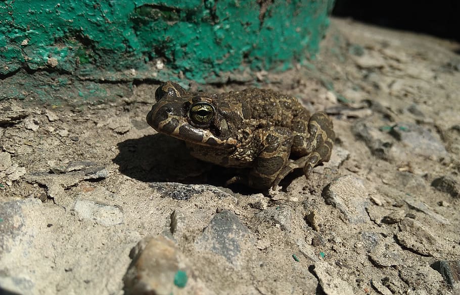 toad, frog, animals, tsarevna, croak, excavation, animal themes HD wallpaper