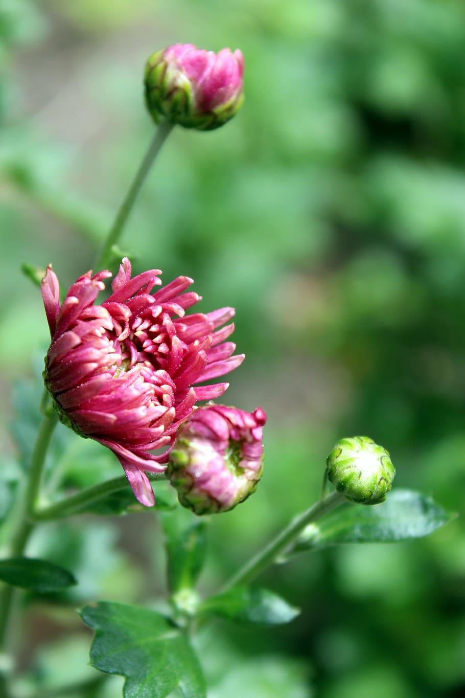 aster, flowers, blossom, bloom, plant, garden, summer, autumn HD wallpaper