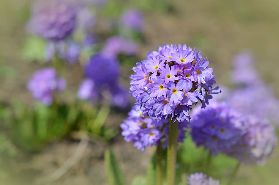 selective focus photography of purple petal flowers, drumstick HD wallpaper