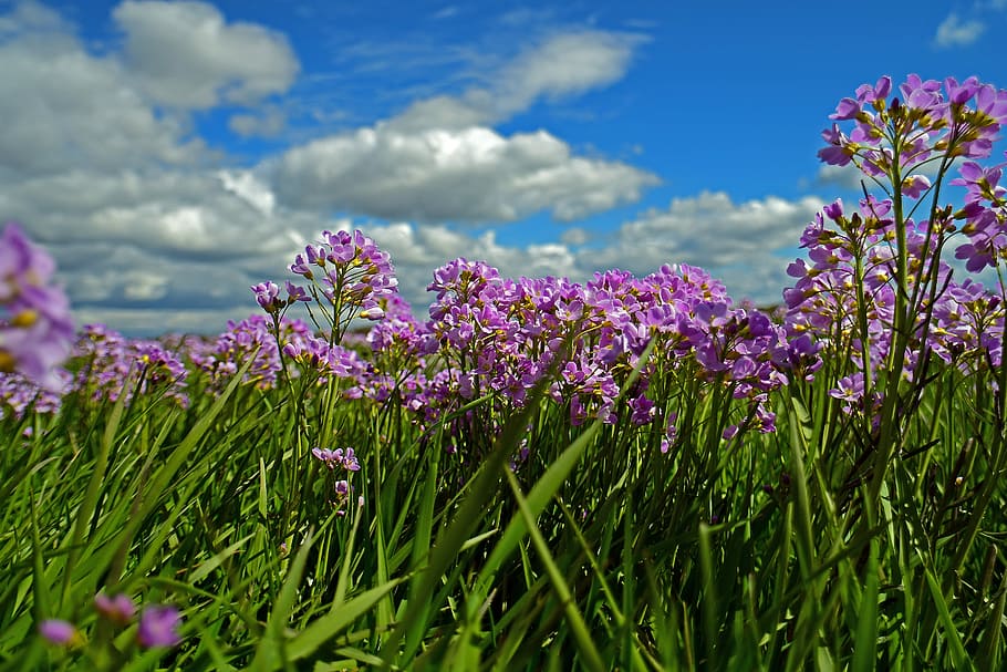 Smock, Meadow, Grassland, Spring, cardamine, flower, nature HD wallpaper