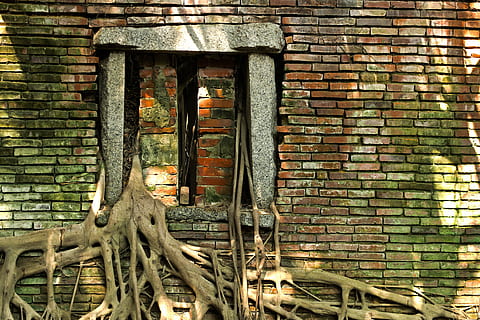 brown bricked wall, photo, green, concrete, tree, roots, house HD wallpaper