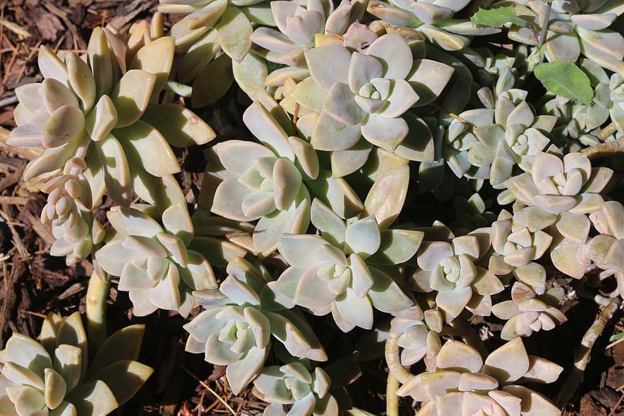 plant, outdoor, succulent, garden, summer, nature, spring, soil HD wallpaper