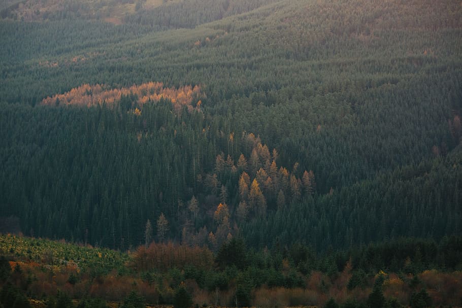 aerial photograph of forest, top view of tall green trees, highlands HD wallpaper
