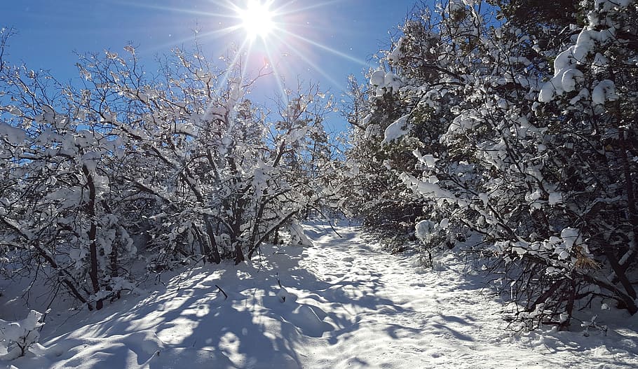 photo of snow-covered trees during daytime, winter, snowfall HD wallpaper