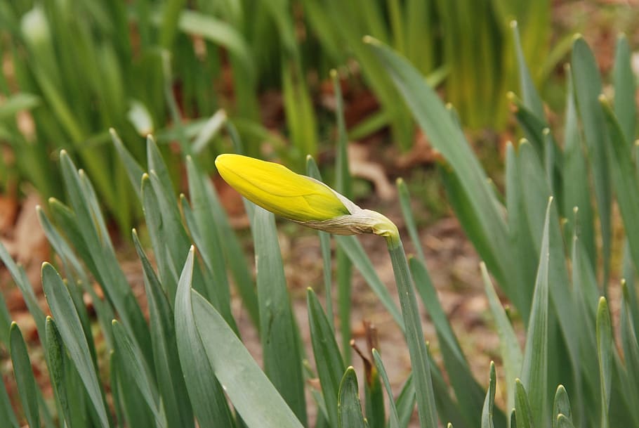 narcis, button, flower, flora, spring, yellow, plant, growth HD wallpaper