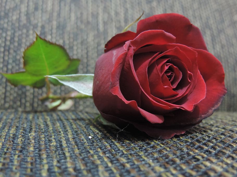 flower, nostalgic, nature, beauty in nature, red, flowering plant HD wallpaper